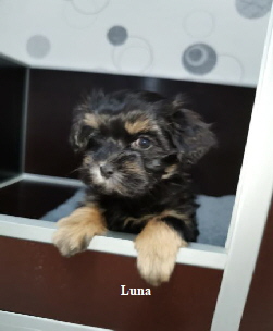 Luna    