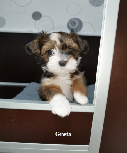 Greta    