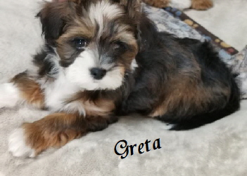 Greta