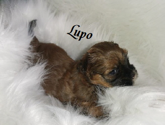   Lupo