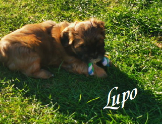 Lupo