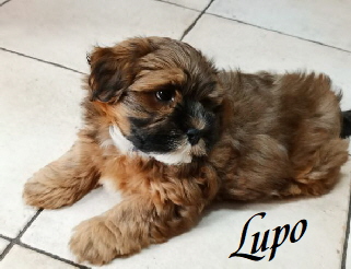 Lupo