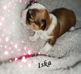 Iska