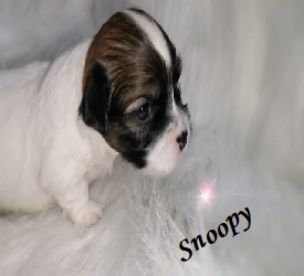 Snoopy