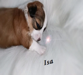 




Isa