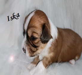 
Iska