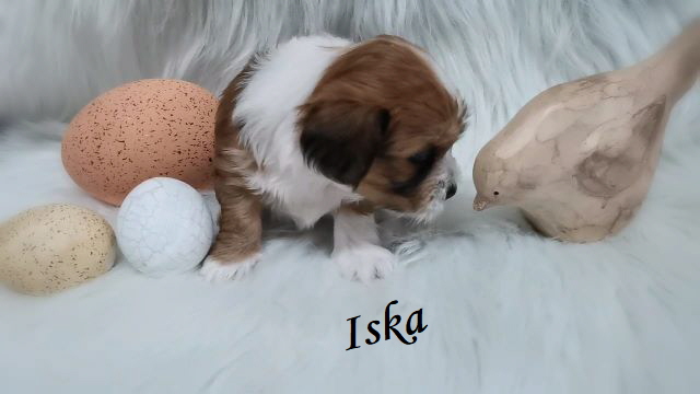 



Iska