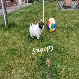 

Snoopy